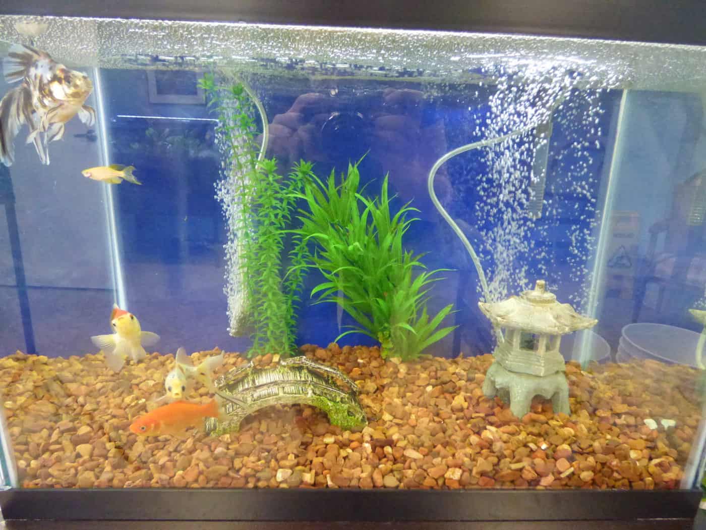 How To Clean A Fish Tank The RIGHT Way In 12 Easy Steps Fish Vet