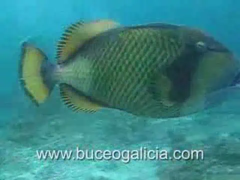A triggerfish swimming in the ocean.