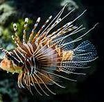 A stunning lionfish gracefully swimming in the ocean.