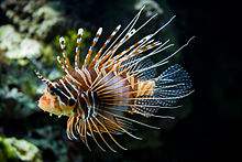 A stunning lionfish gracefully swimming in the ocean.