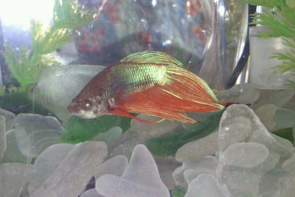 a red and green fish in an aquarium.