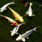 a group of koi fish swimming in a pond.