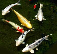 a group of koi fish swimming in a pond.