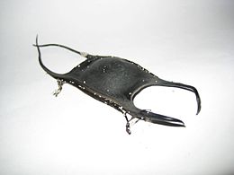 Mermaid purse or skate egg case (courtesy of Wikipedia)