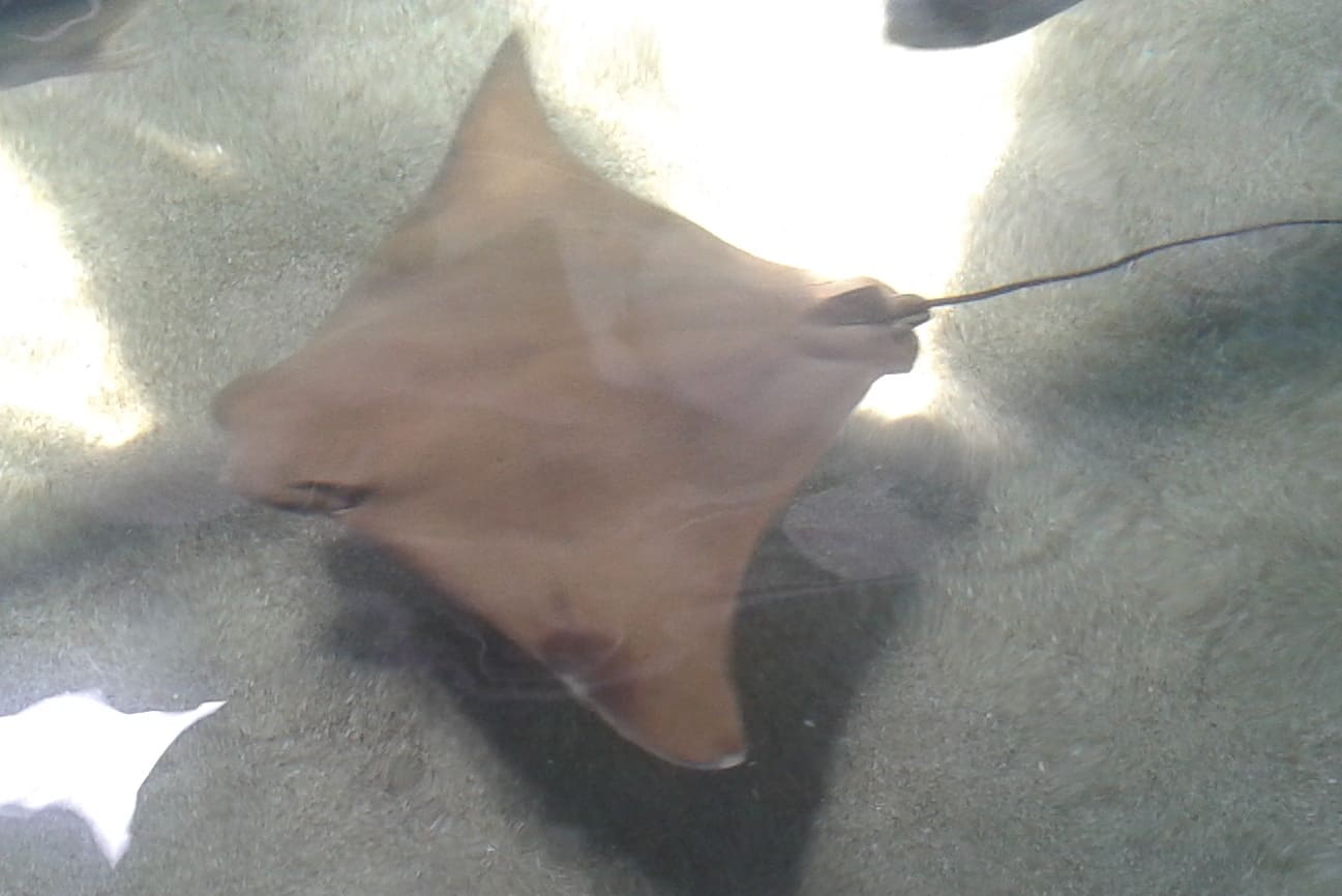 Cownose Ray (courtesy of Dr. Jessie Sanders)