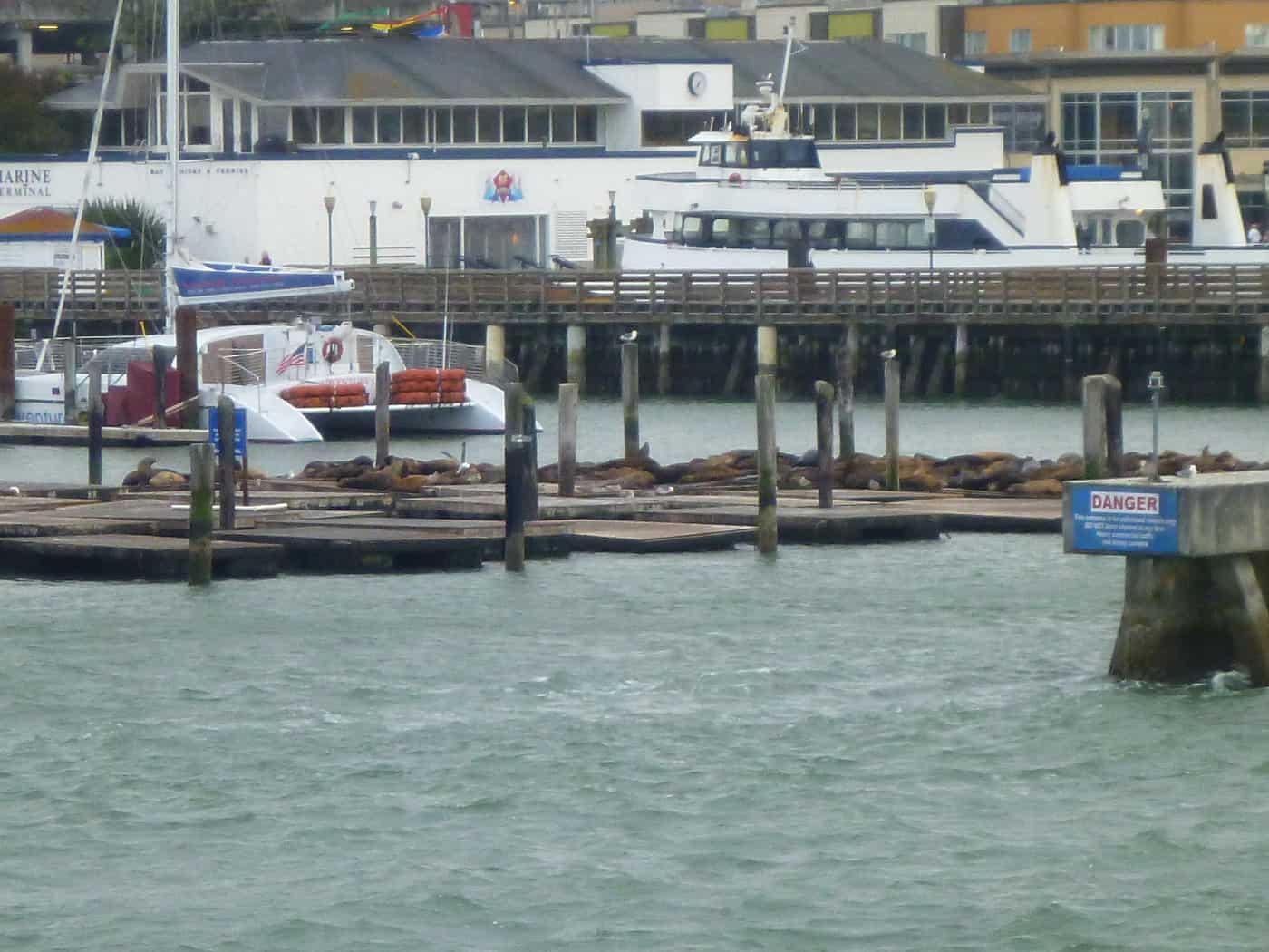 Sea lions lounging on Pier 39 as we cruise by