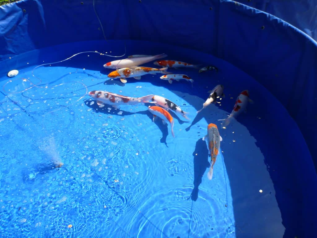 a group of fish swimming in a blue pool.