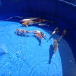 a group of fish swimming in a blue pool.