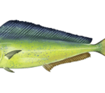a blue and yellow fish on a green background.