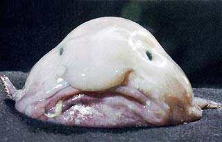 Photos: Gelatinous Blobfish in danger