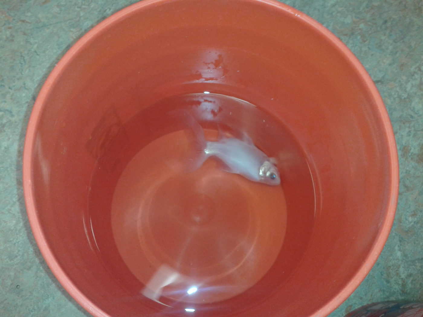 How to Transport Fish Fish Vet