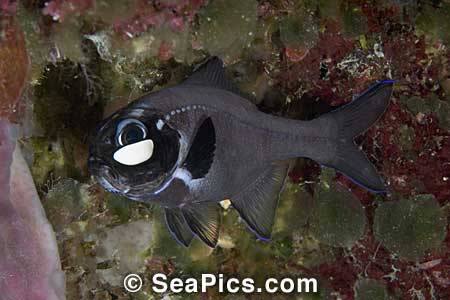Flashlight Fish - notice the light producing organ under his eye