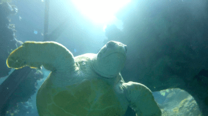 This is Myrtle the Turtle. She lives at the New England Aquarium in Boston, MA. Courtesy of Boston CBS.