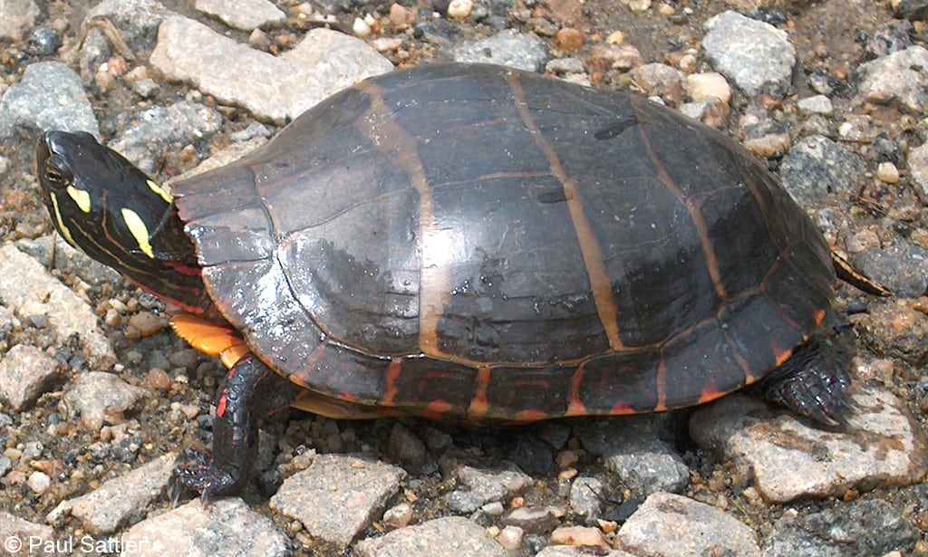 Eastern Painted Turtle. Courtesy of the Virginia Herpetological Society.