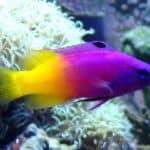 a purple and yellow fish on a coral reef.