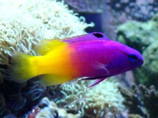 a purple and yellow fish on a coral reef.