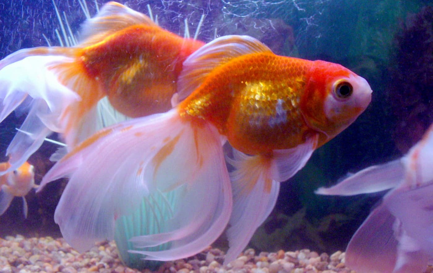 fantailgoldfish2