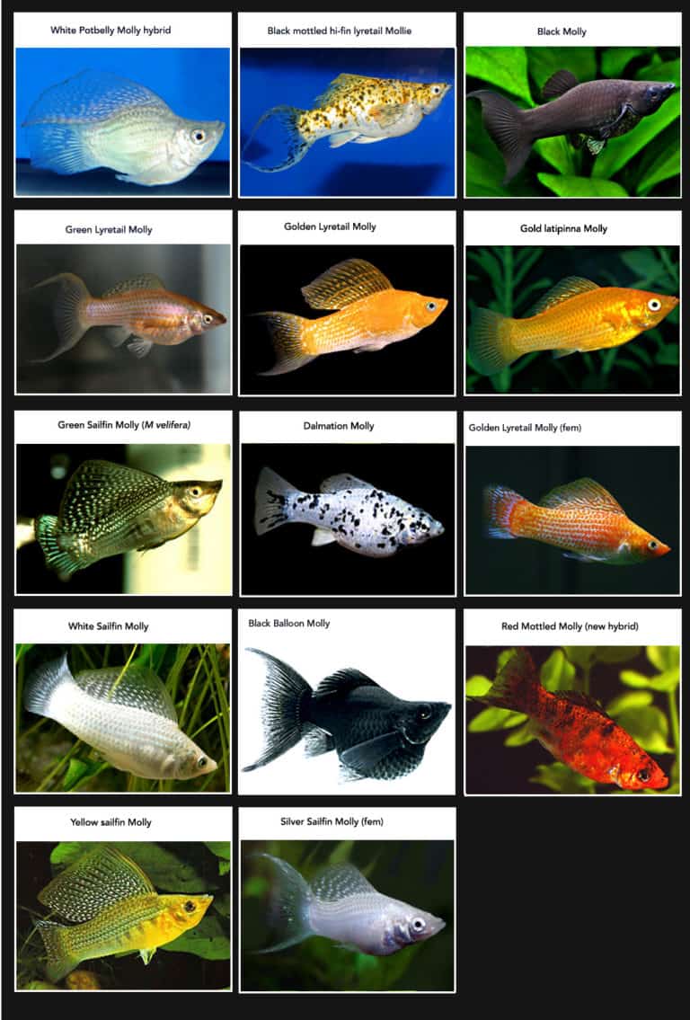 Amazing Fish of the Week: Mollies - Fish Vet