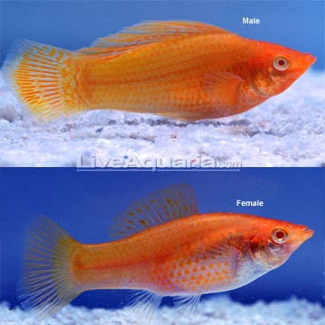 These commonly kept aquarium fish are live breeders and come in a wide vari...