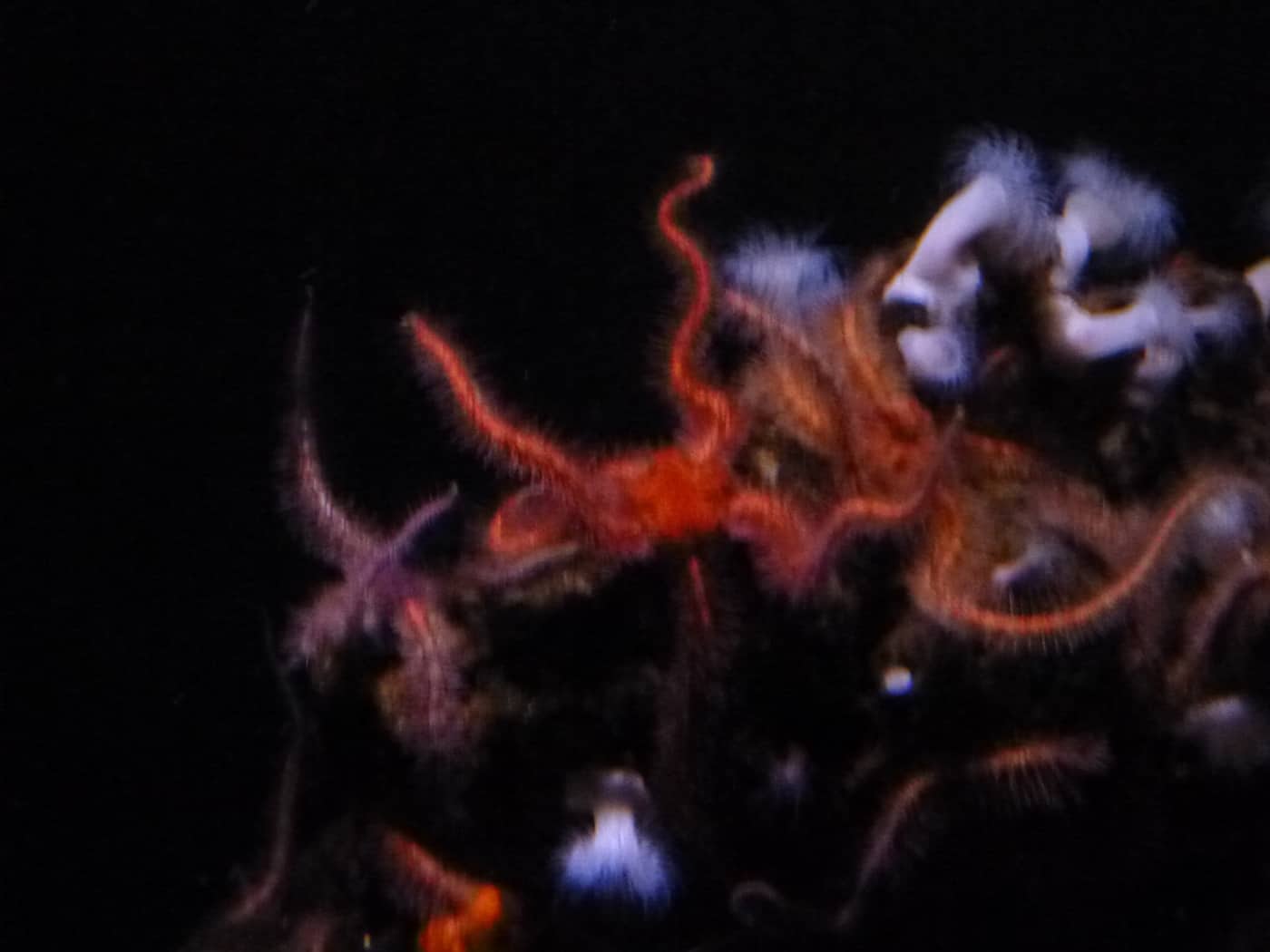 A whole pile of brittle stars at the Monterey Bay Aquarium
