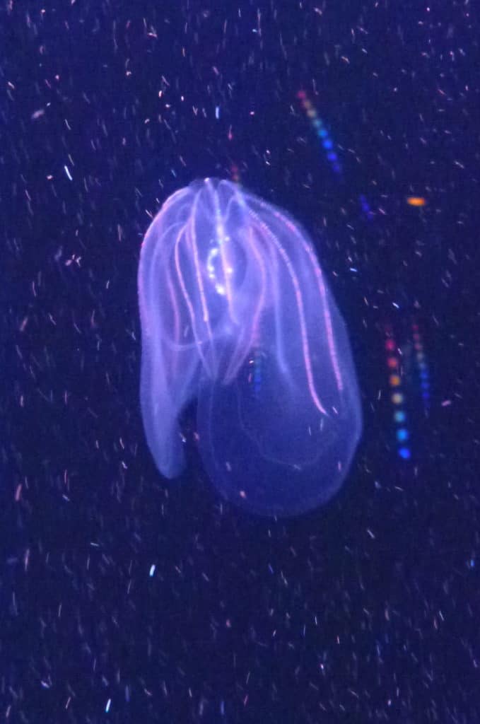 Fish of the Week Comb Jelly Fish Vet