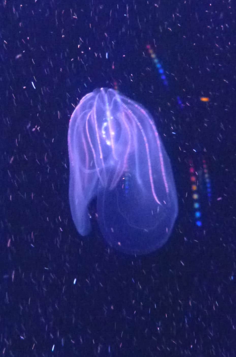 Ctenophore at Monterey Bay Aquarium