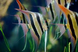 Freshwater Angelfish - courtesy of Wikipedia