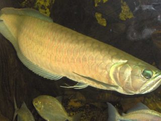 a large fish swimming in an aquarium next to other fish.