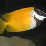 a yellow and white fish is swimming in the water.