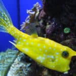 a close up of a fish in an aquarium.