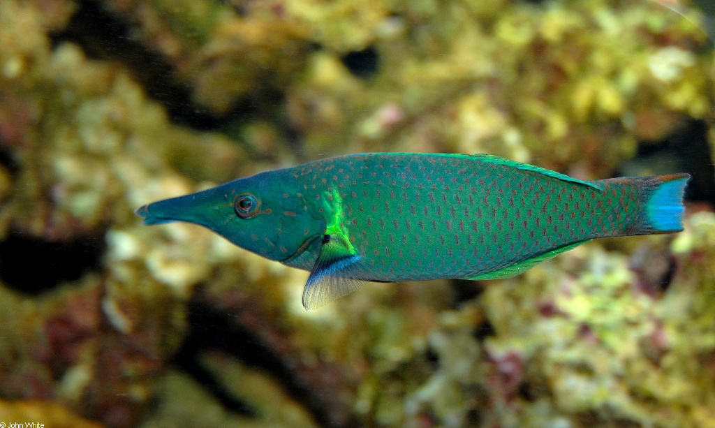 Fish of the Week: Bird Wrasse - Fish Vet