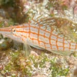 a close up of a fish on a coral.