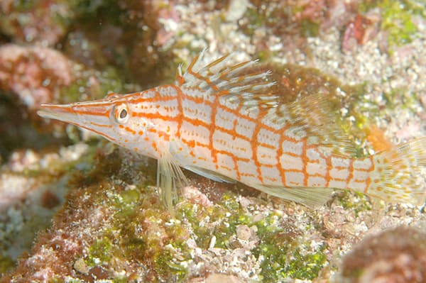 a close up of a fish on a coral.