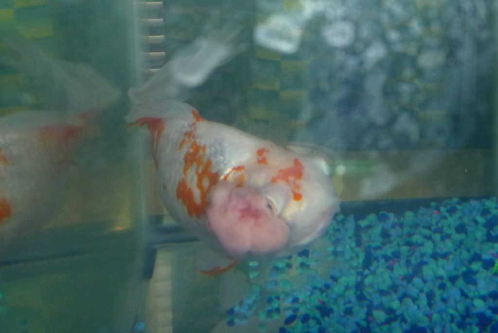a goldfish swimming in a tank with blue pebbles.