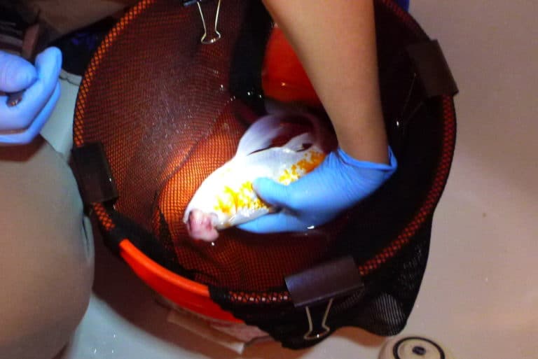 Fish Surgery FAQ: Top 8 Questions Answered - Fish Vet