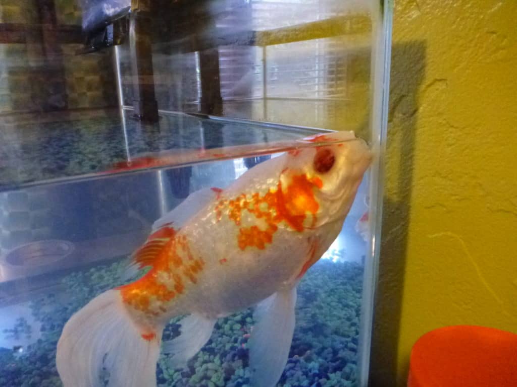 a goldfish in an aquarium looking at the camera.