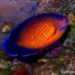 a blue and orange fish on a reef.