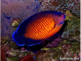 a blue and orange fish on a reef.