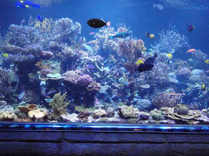 10 Questions to Ask Yourself Before Getting a Saltwater Tank - Fish Vet