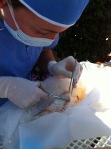 Fish doctor Dr. Sanders performing surgery on a koi