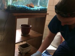 a woman in a blue shirt is cleaning a fish tank.