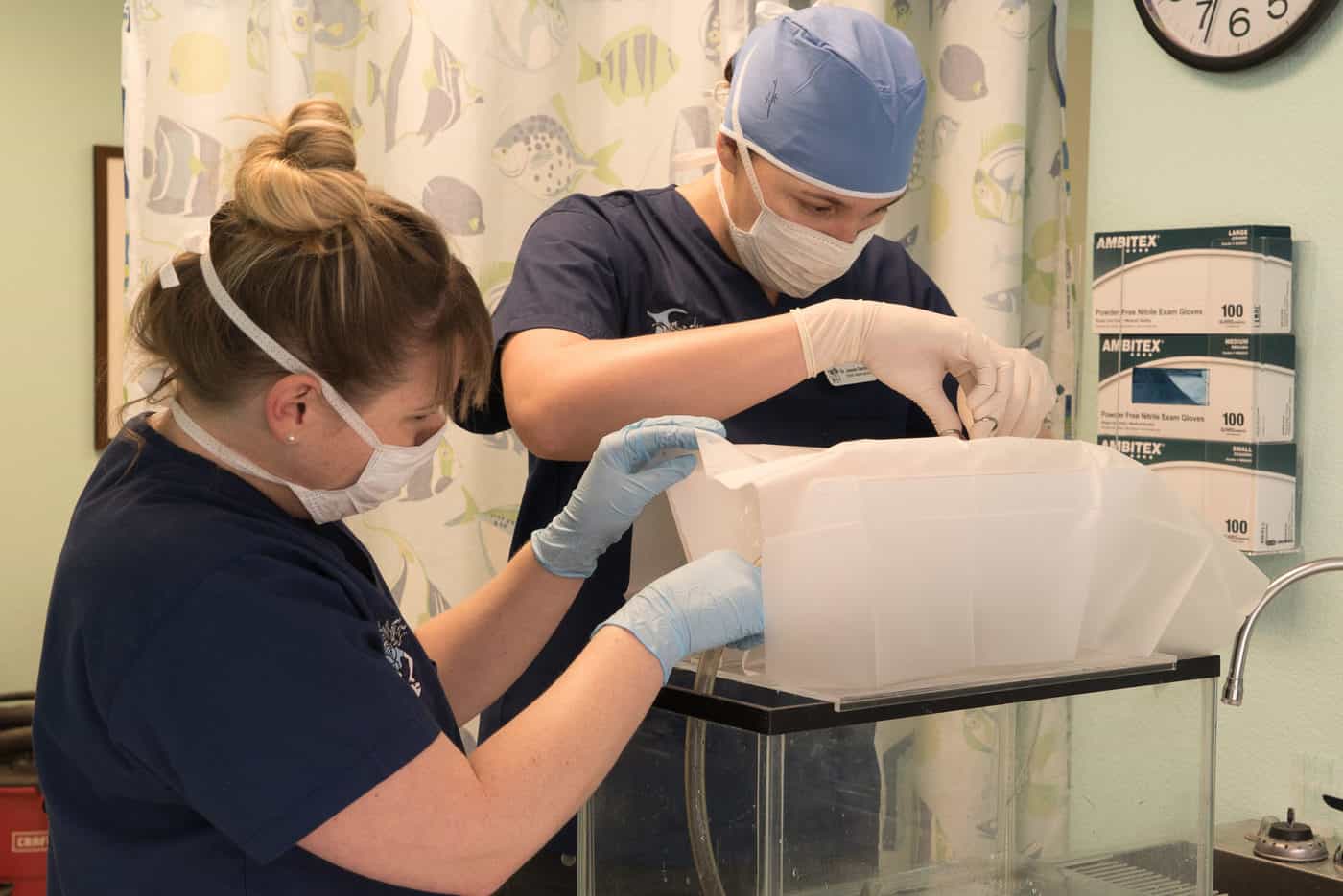 Fish Diagnostics for Surgical Procedures Fish Vet