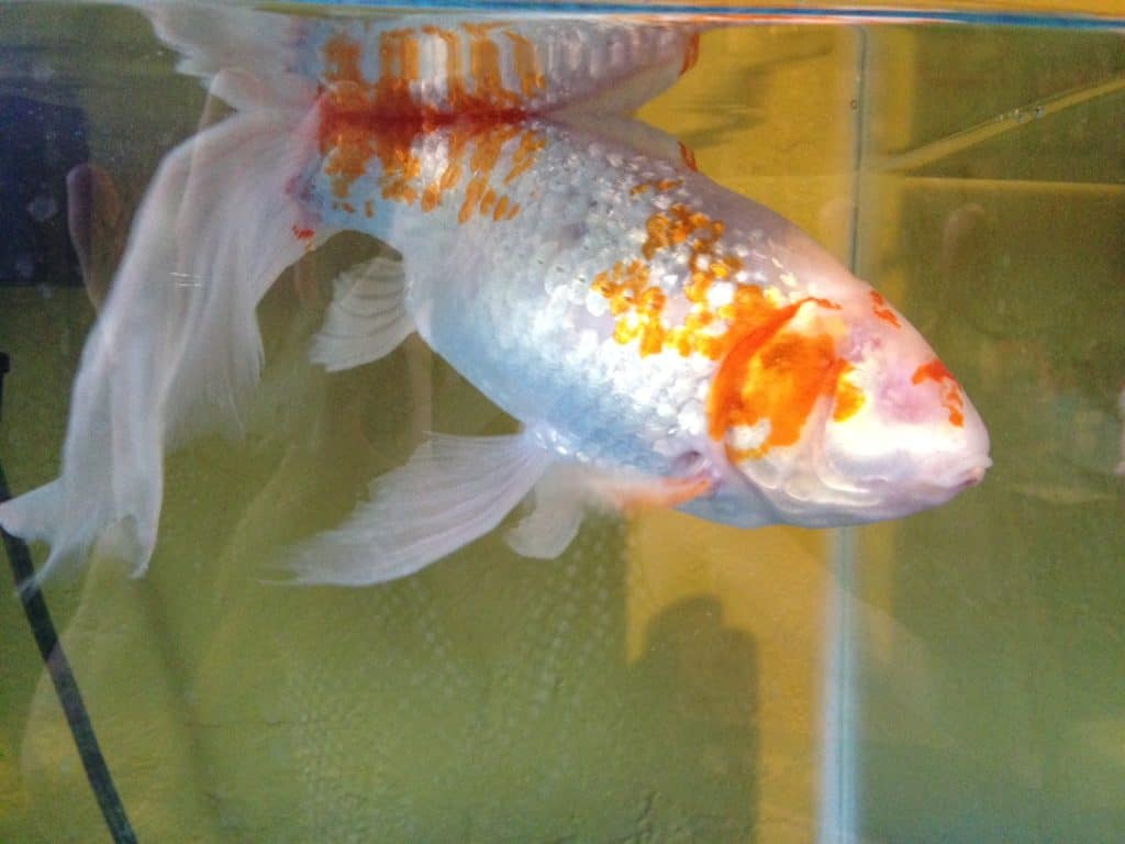 a white and orange fish in an aquarium.