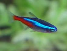 a small blue and red fish in a tank.
