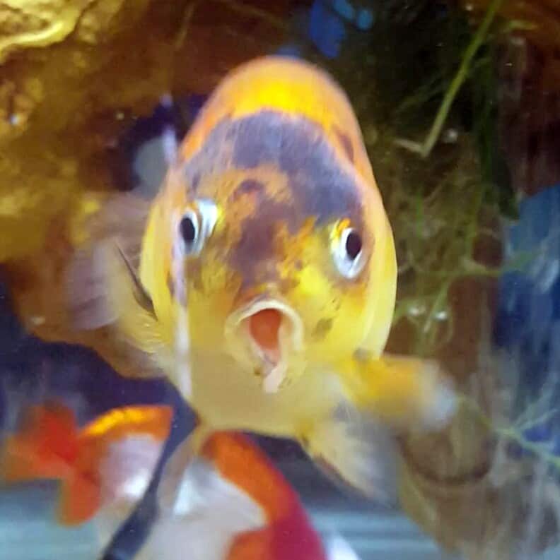 a close up of a fish in a tank.