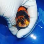 a goldfish being held in a gloved hand.