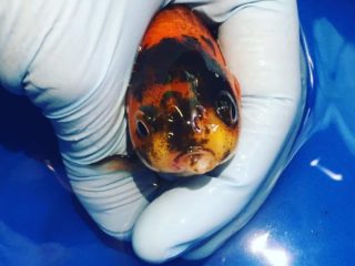 a goldfish being held in a gloved hand.