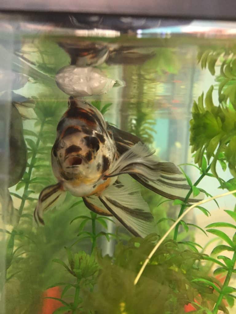 a fish in a tank with plants and rocks.