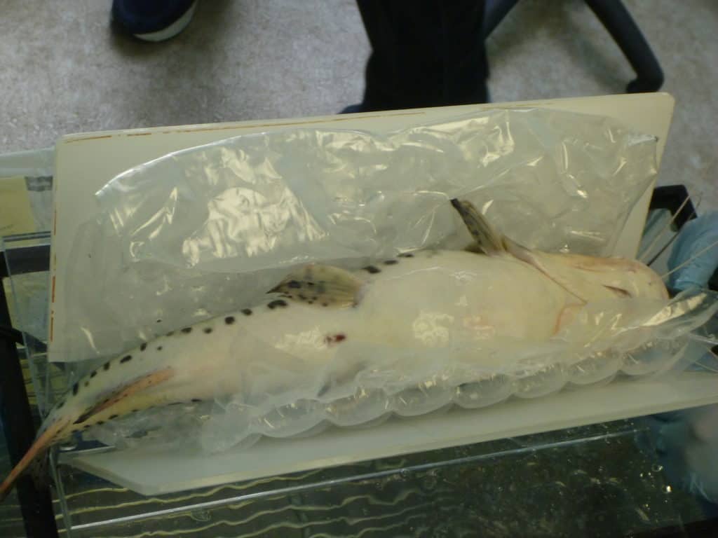 a dead fish in a plastic bag on a table.