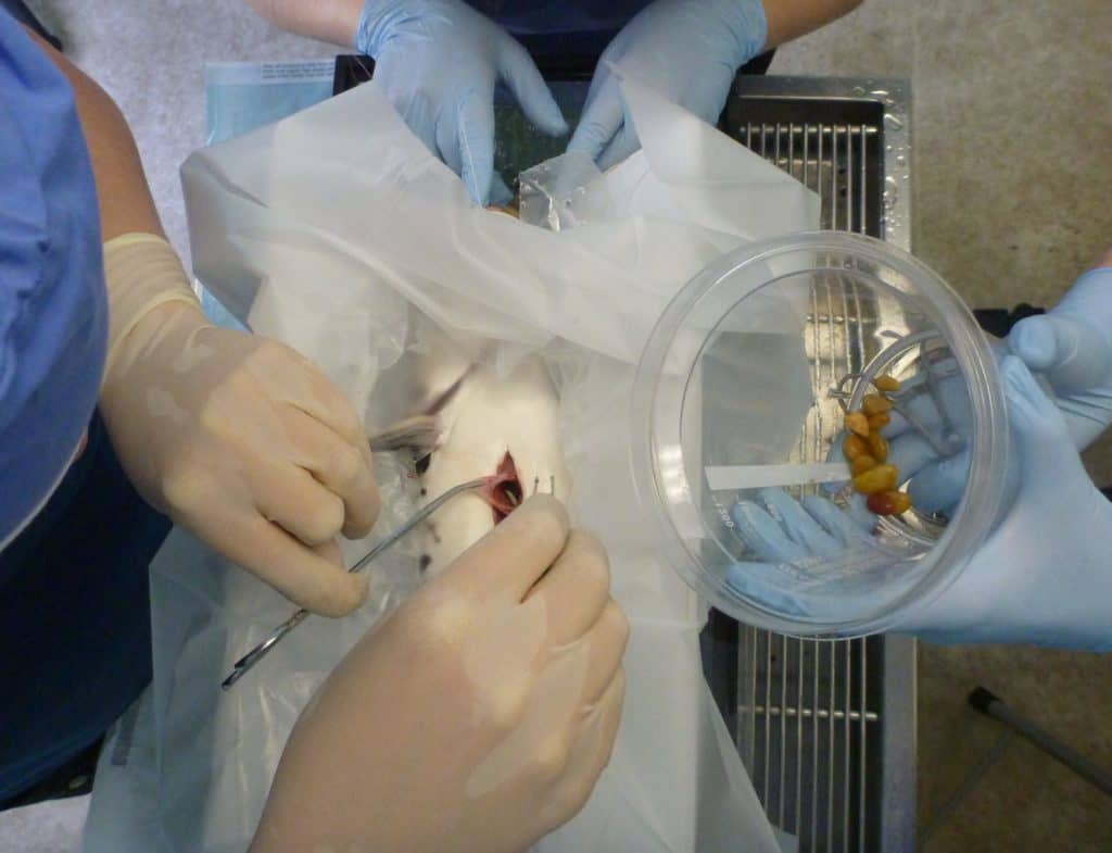 a group of doctors performing surgery on a small animal.